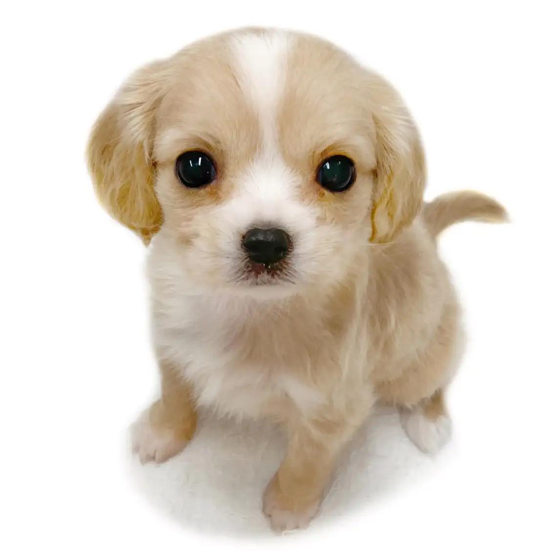 MIX(チワワ×キャバリアキングチャールズスパニエル)