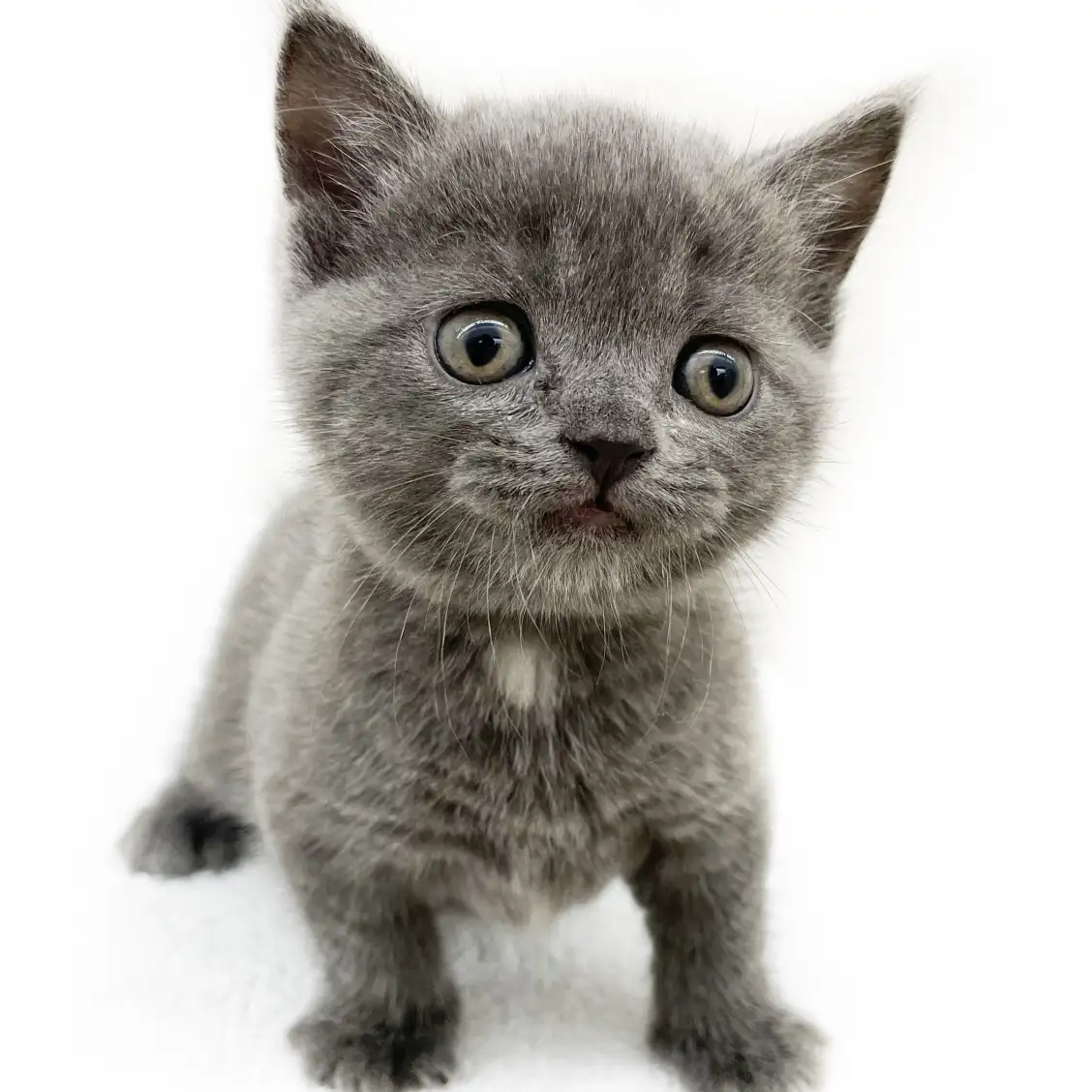 ブリティッシュショートヘア