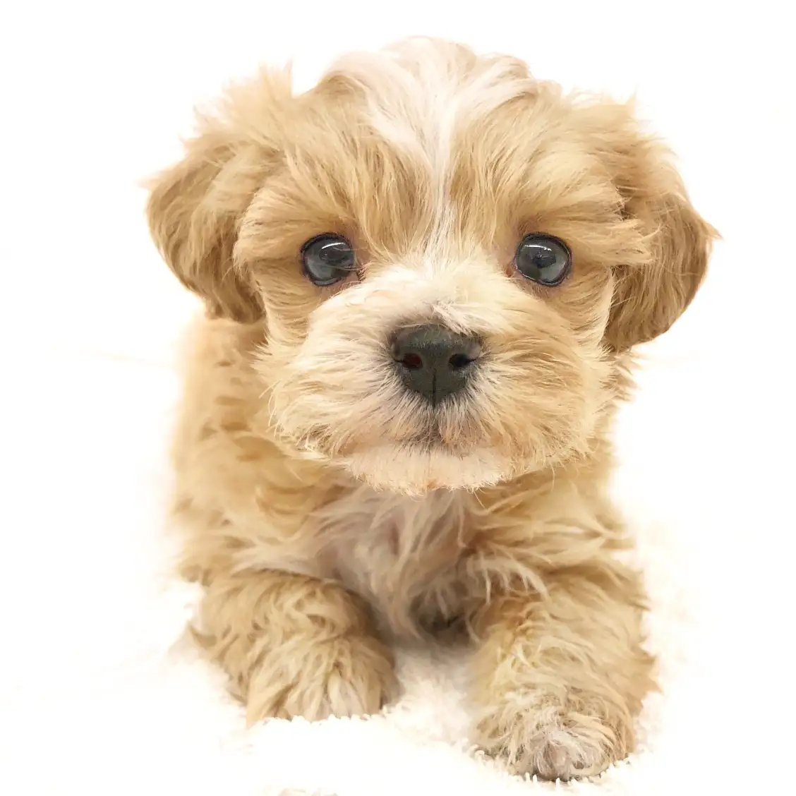 MIX（トイプードル×マルチーズ）