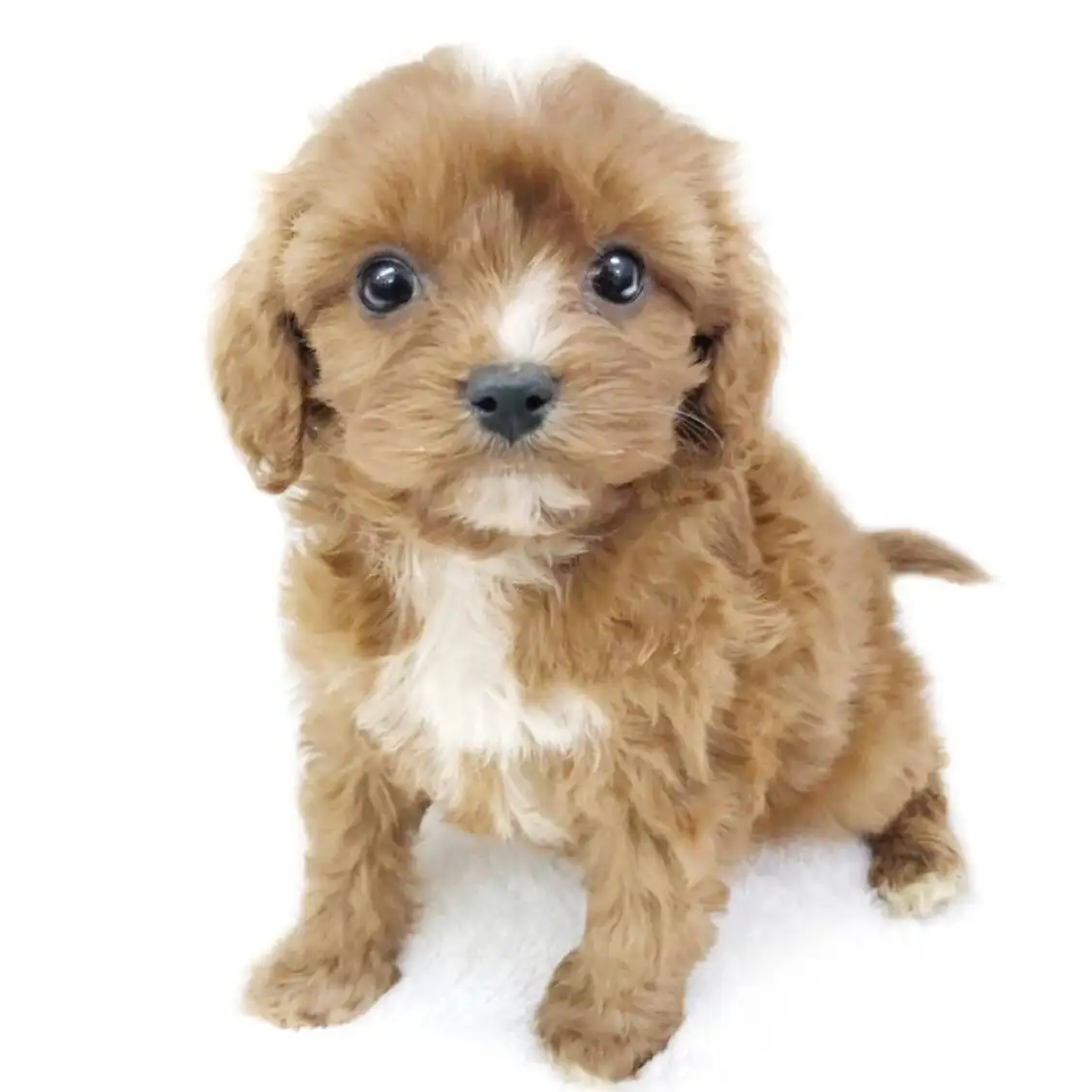 MIX(キャバリアキングチャールズスパニエル×トイプードル)