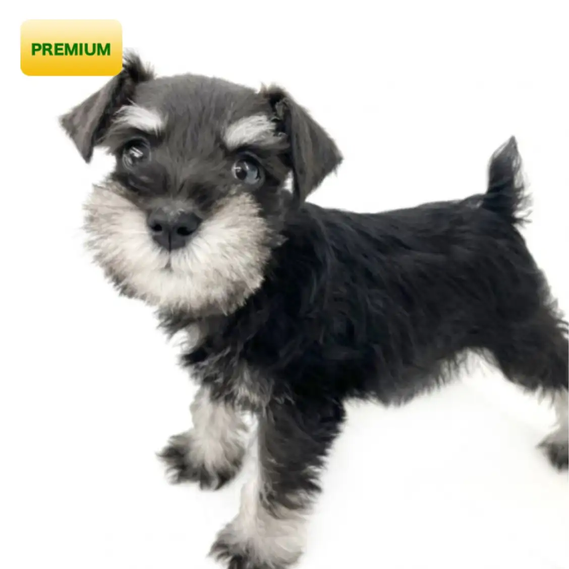 ミニチュア・シュナウザー