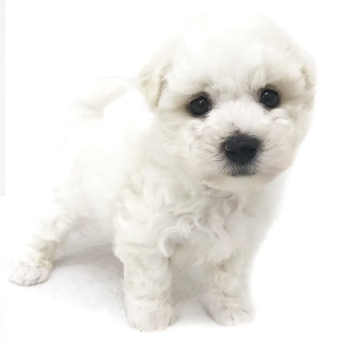 ビションフリーゼ