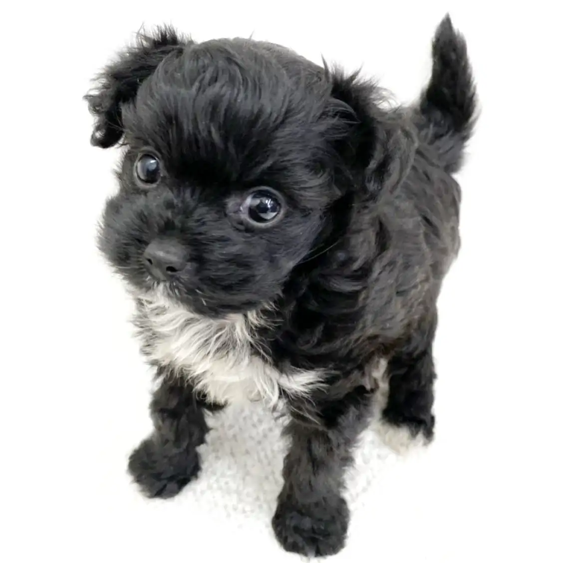 MIX(チワワ×トイプードル)