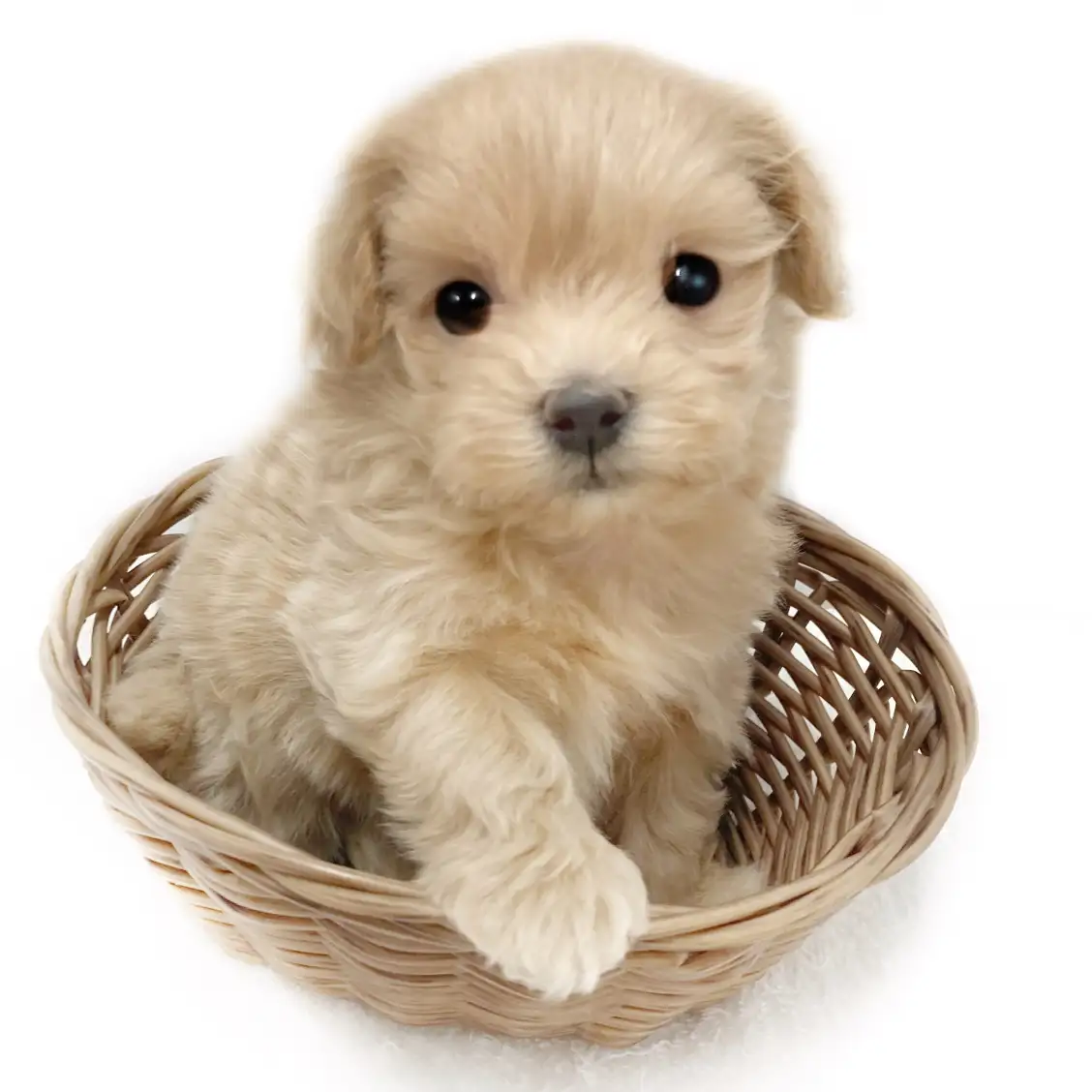 MIX(マルチーズ×トイプードル)