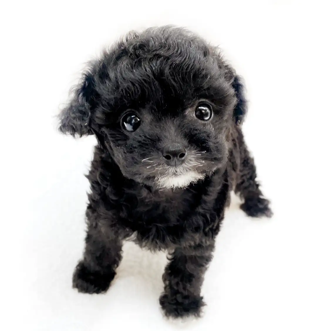 MIX(チワワ×トイプードル)