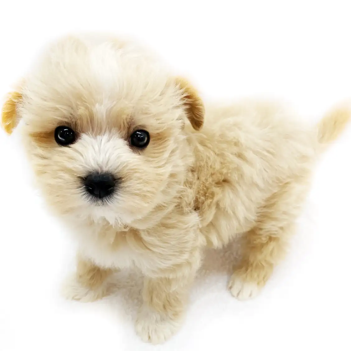 MIX(マルチーズ×ミニチュアダックスフント)