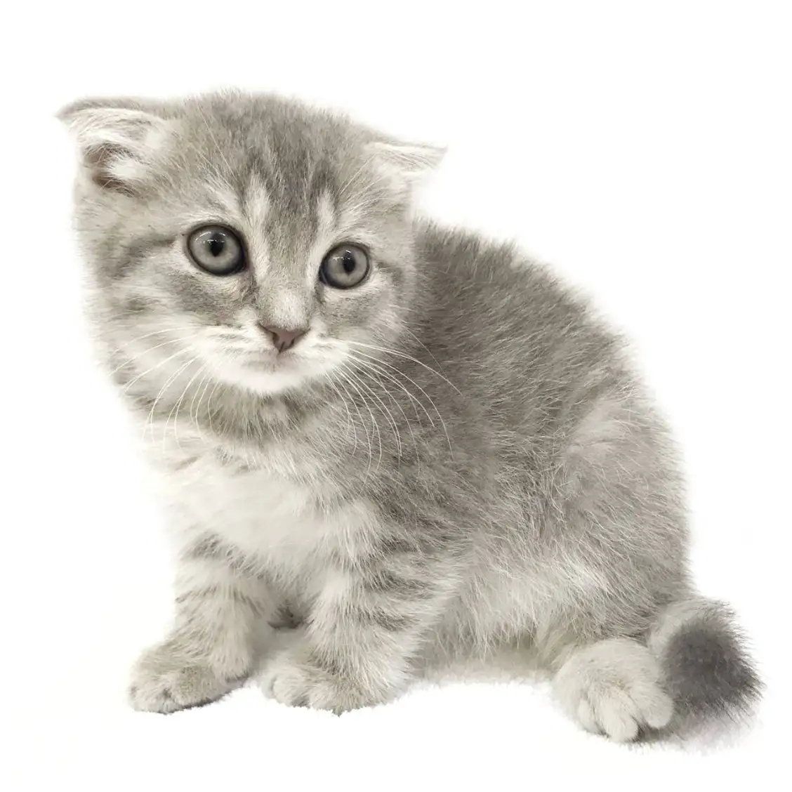 スコティッシュフォールド