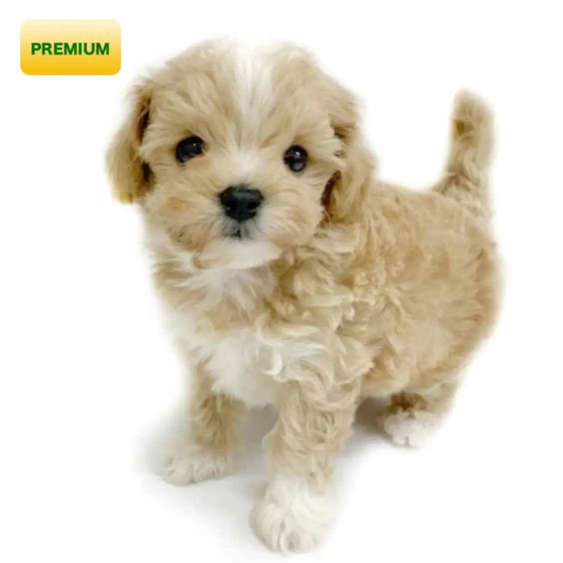 MIX（トイプードル×マルチーズ）