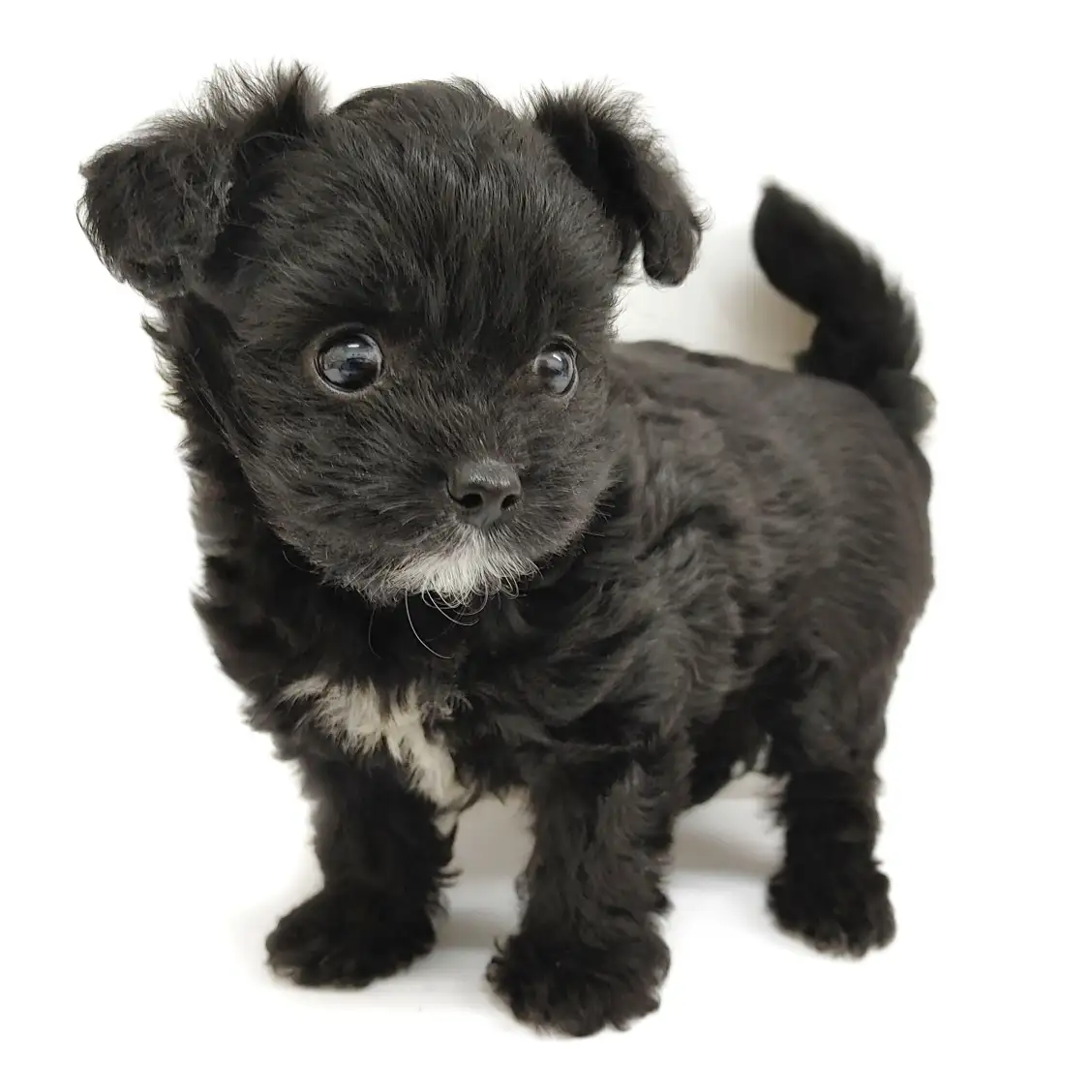 MIX(チワワ×トイプードル)