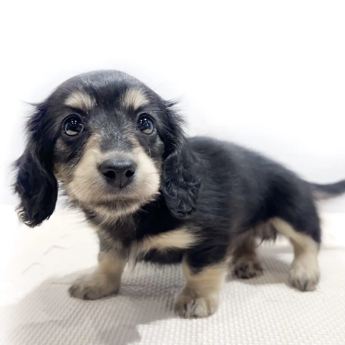 カニンヘン・ダックスフント