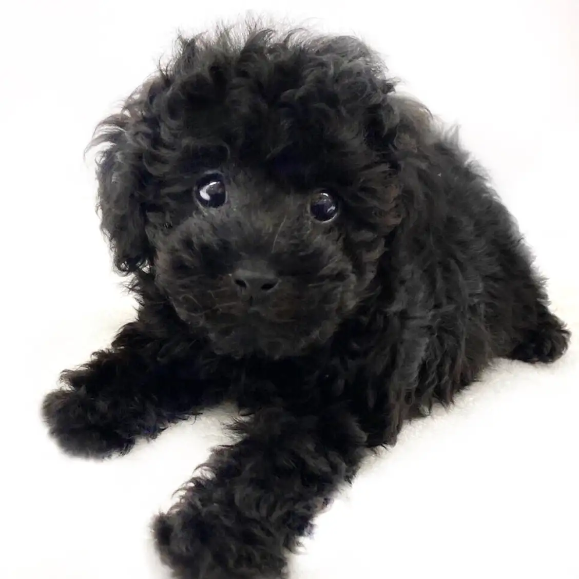 トイ・プードル