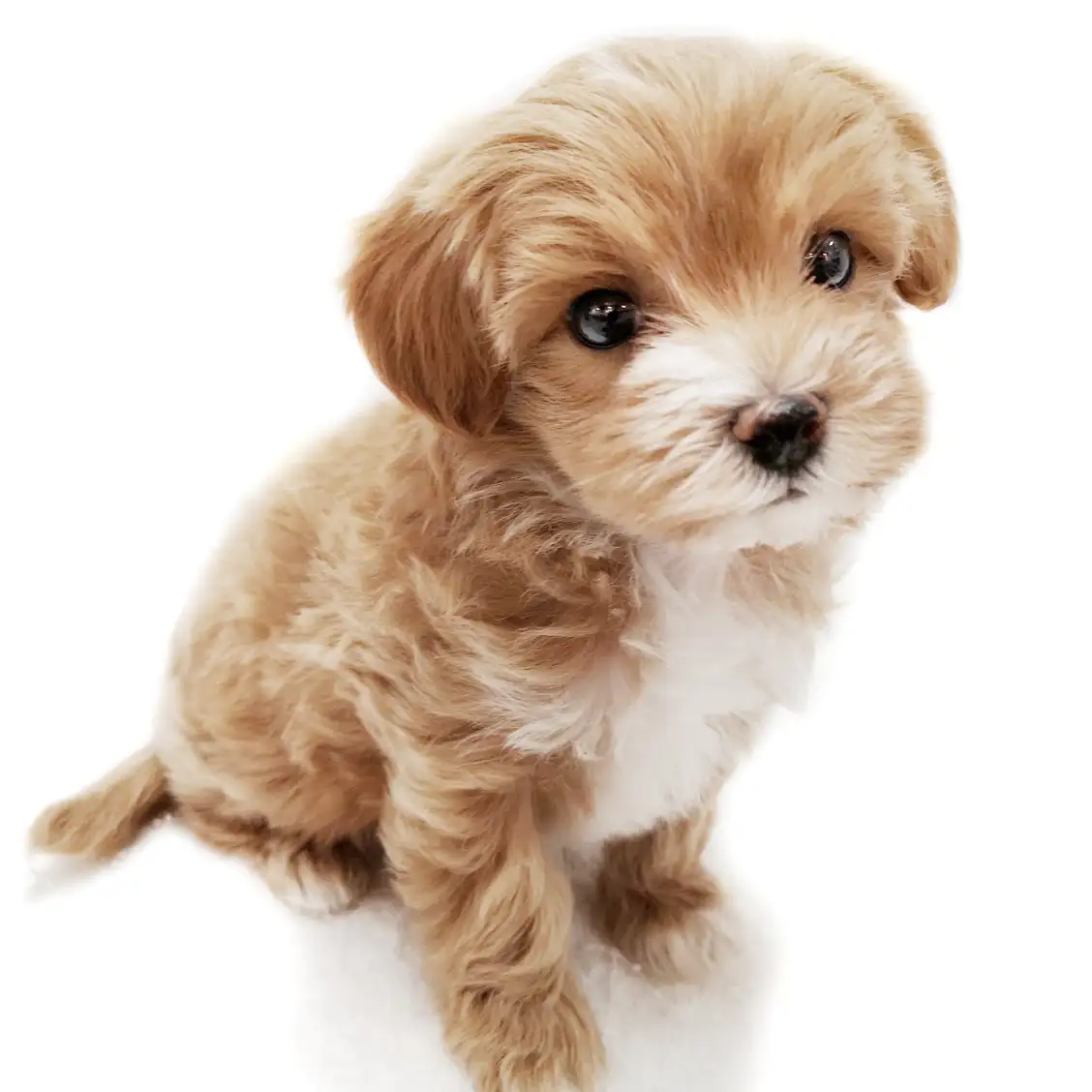 MIX(トイプードル×マルチーズ)