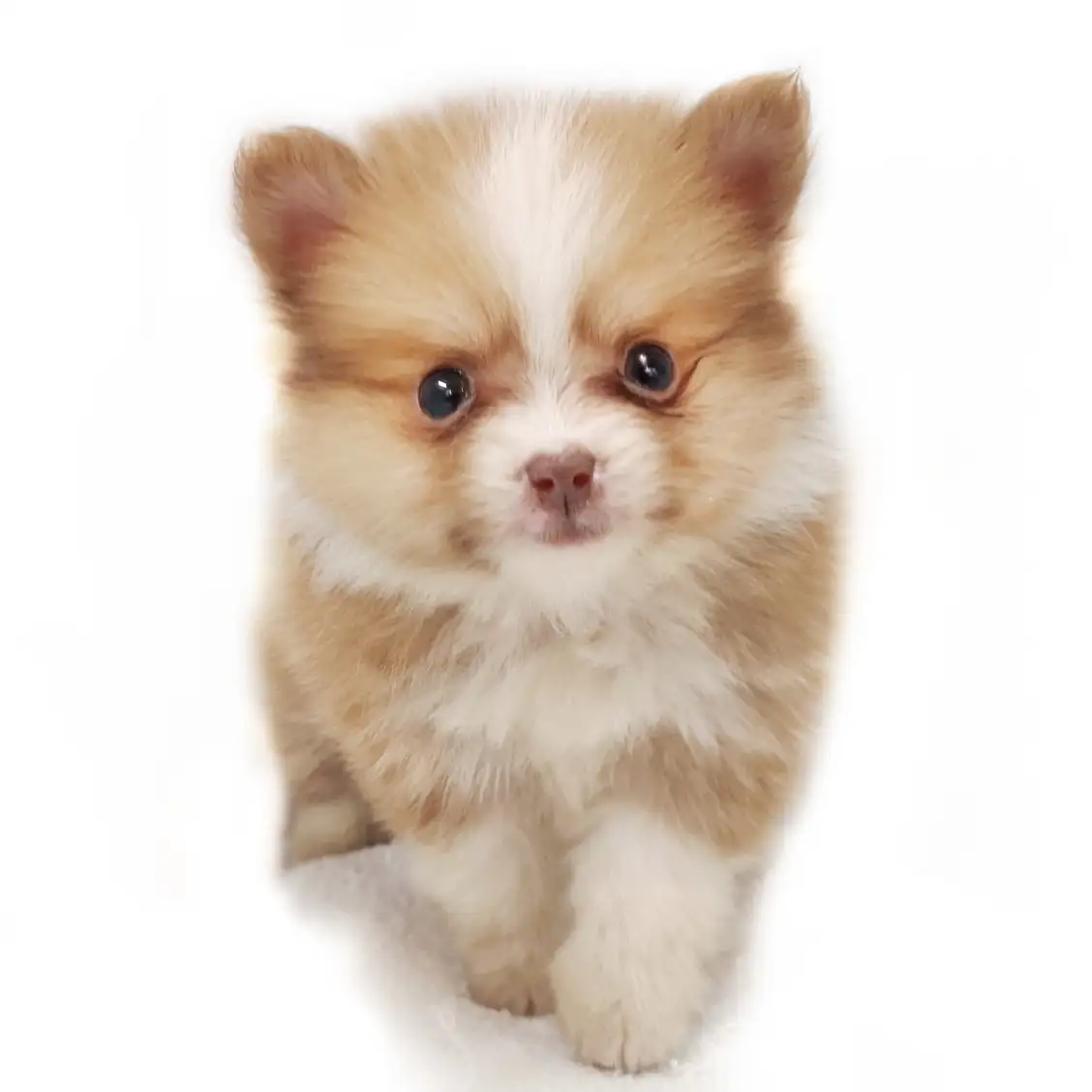 MIX(チワワ×ポメラニアン)