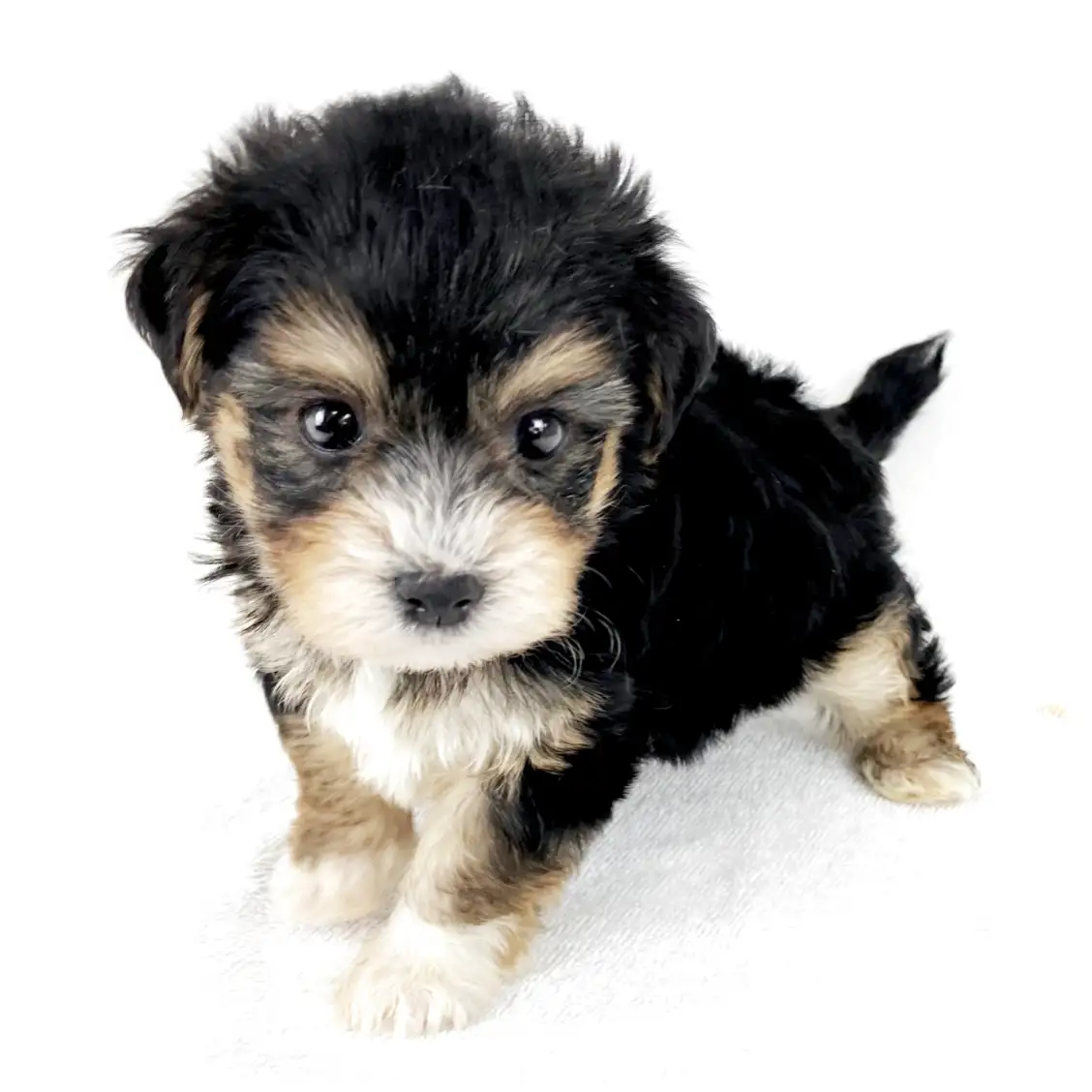 MIX(マルチーズ×ヨークシャーテリア)