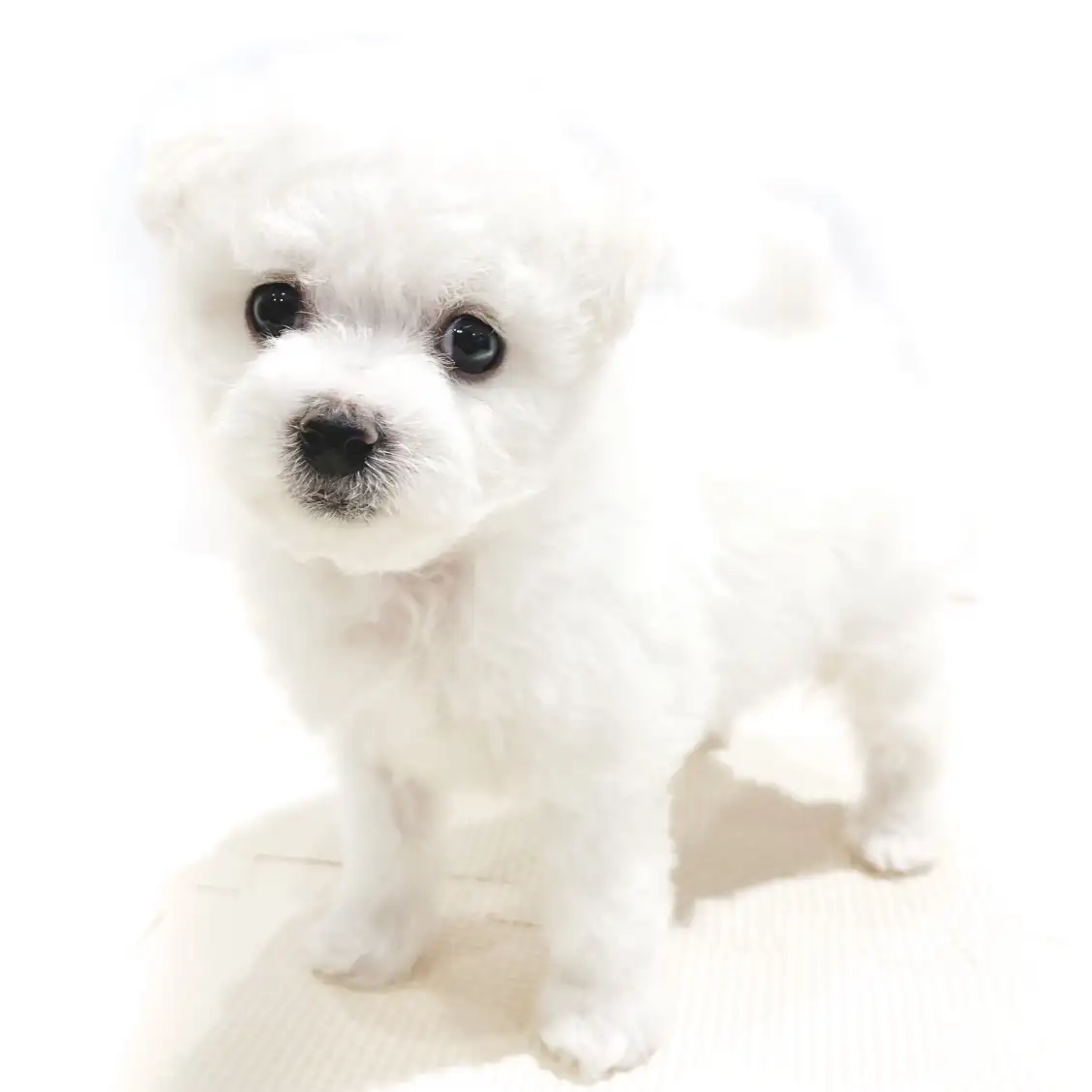 ビションフリーゼ