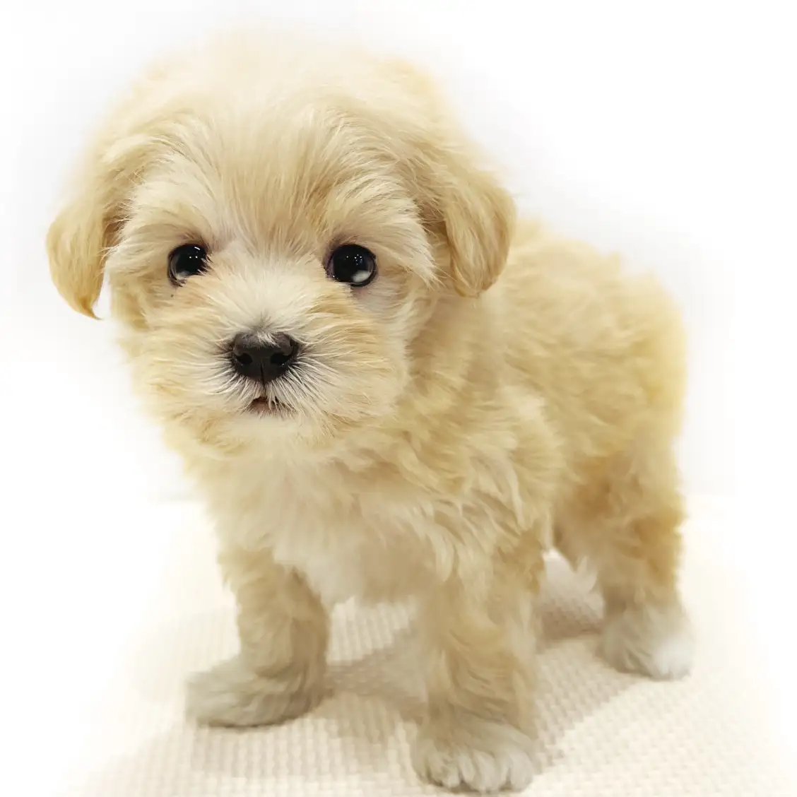 MIX(トイプードル×マルチーズ)