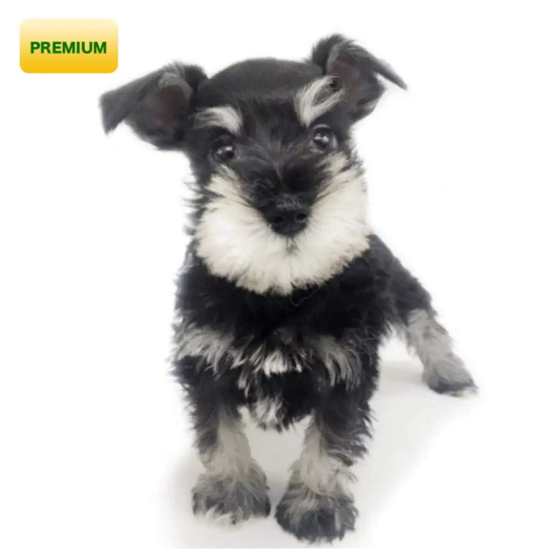 ミニチュア・シュナウザー