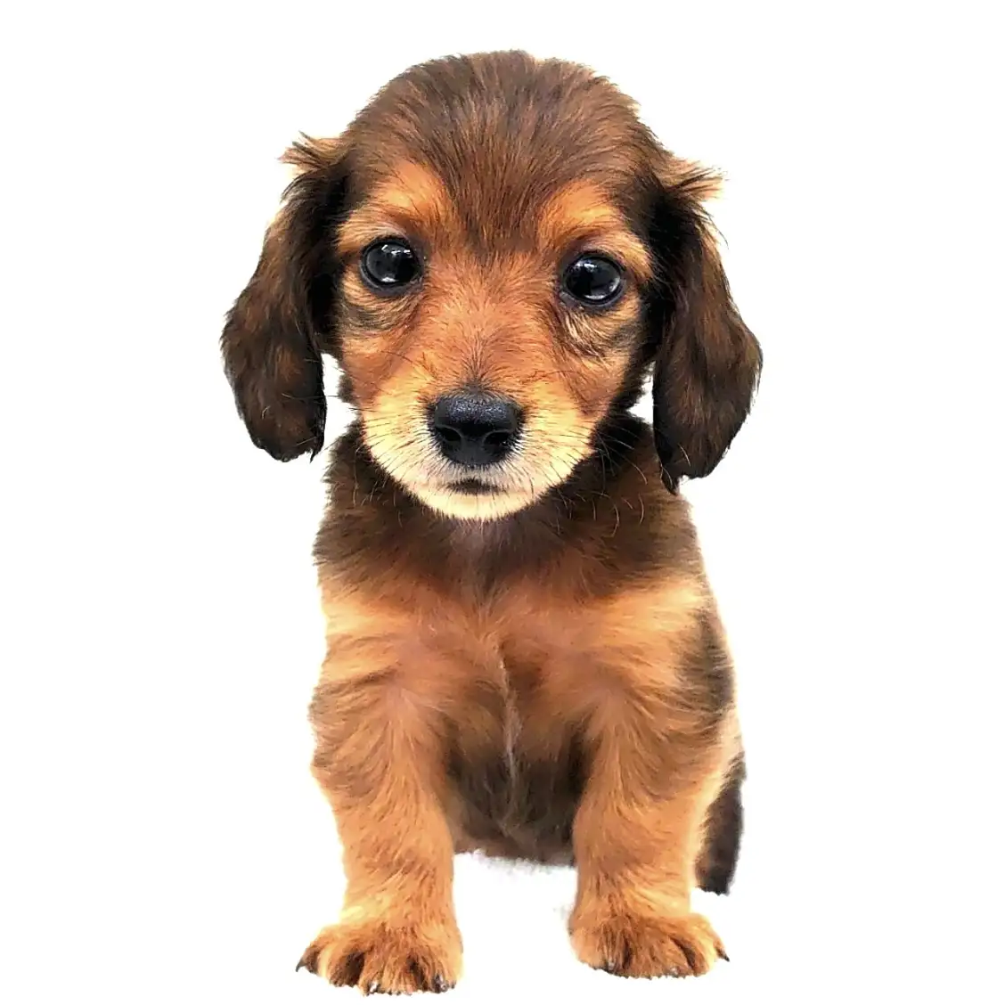 カニンヘン・ダックスフント