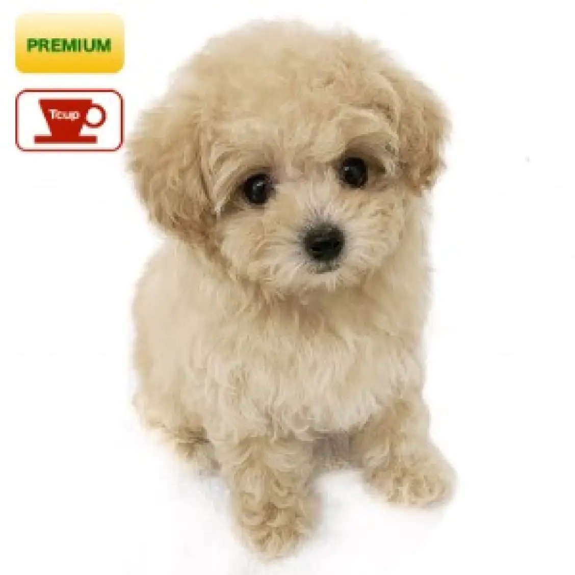 トイ・プードル