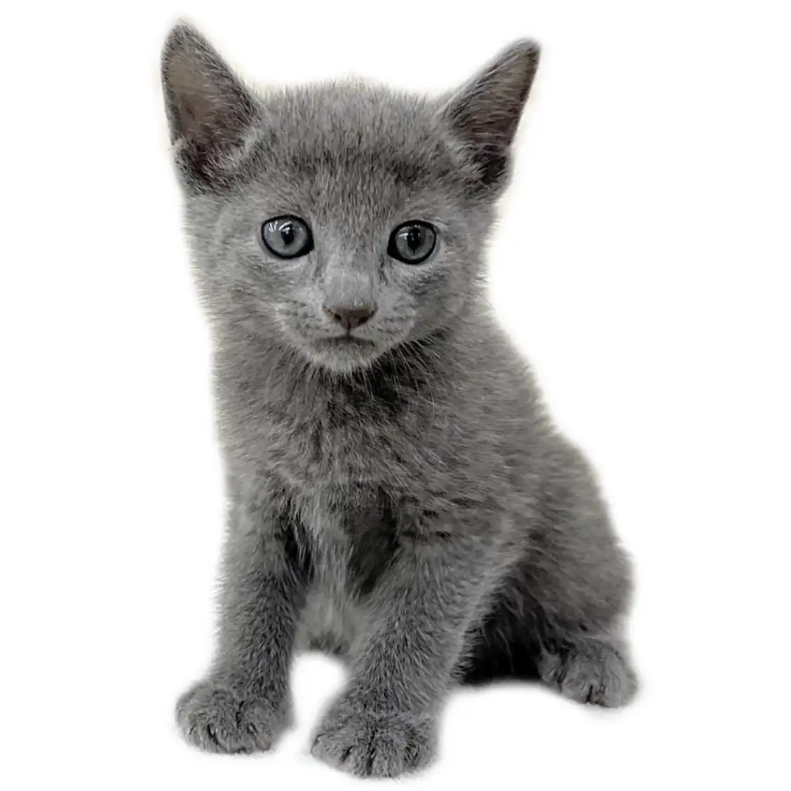 ロシアンブルー