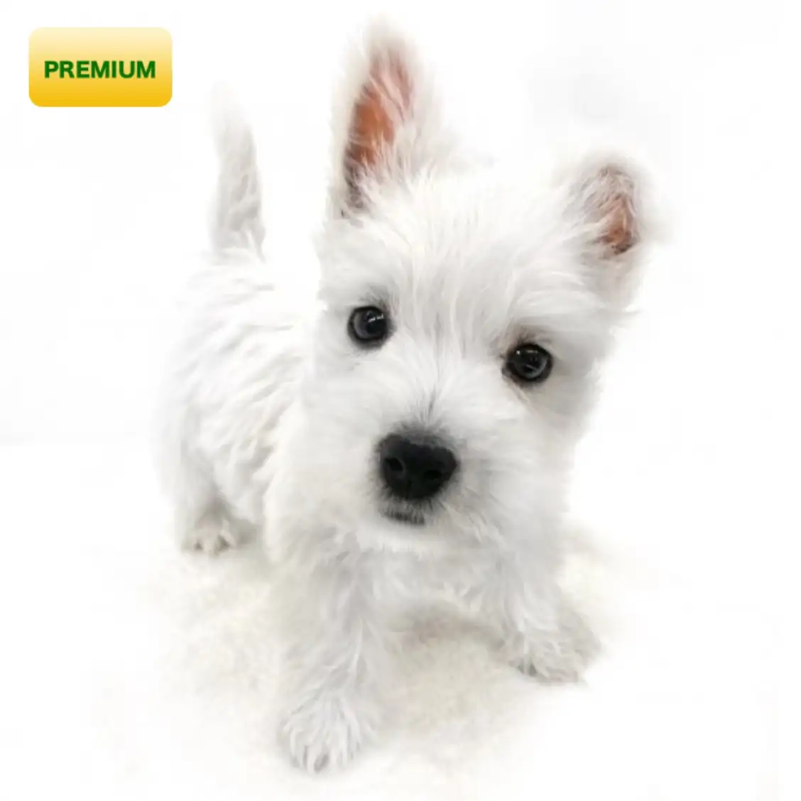 ウェストハイランドホワイトテリア