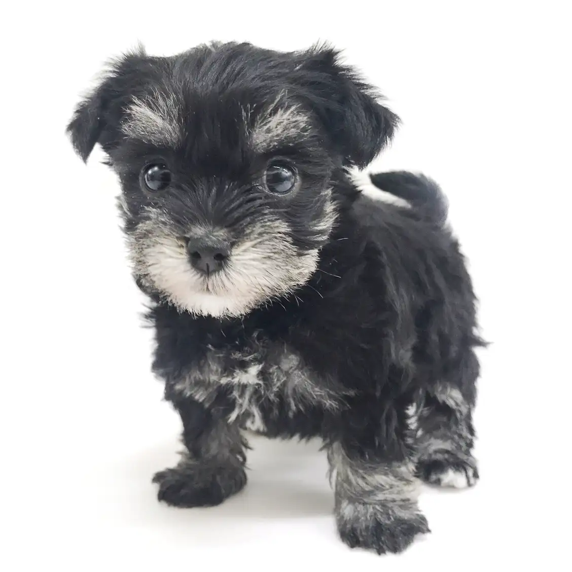 MIX(マルチーズ×ミニチュアシュナウザー)