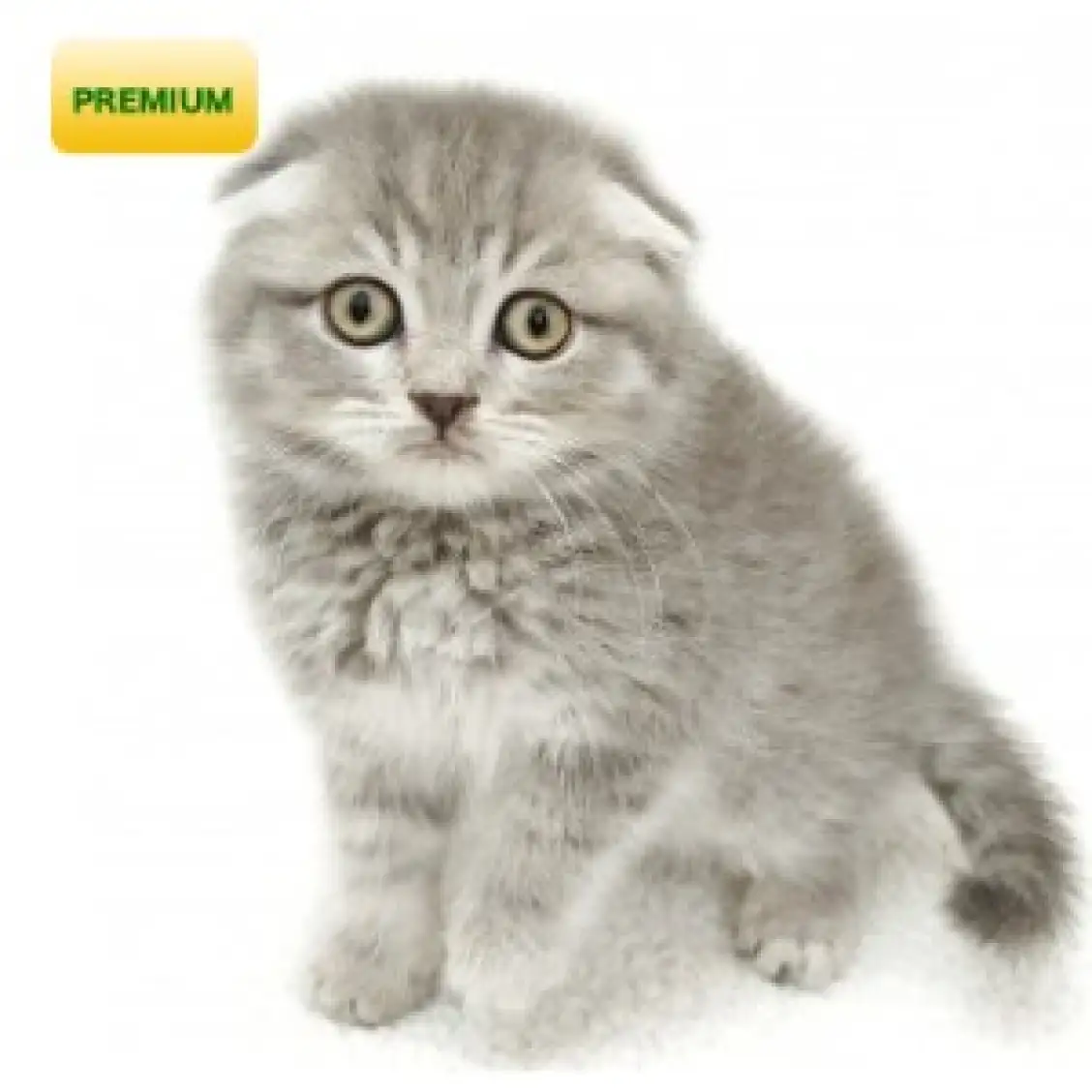 スコティッシュフォールド