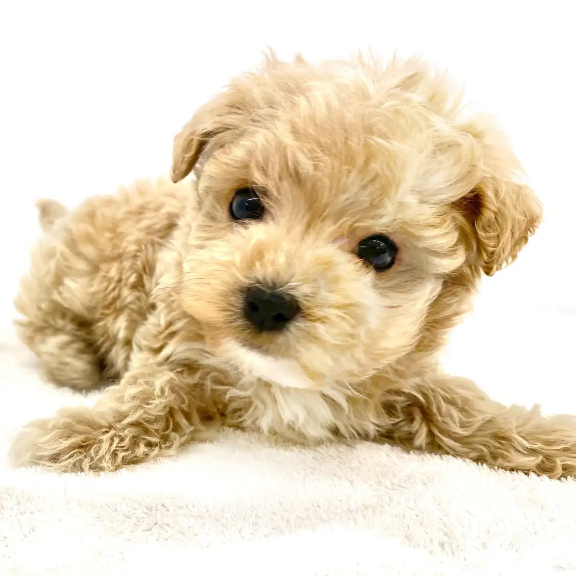 MIX(トイプードル×マルチーズ)