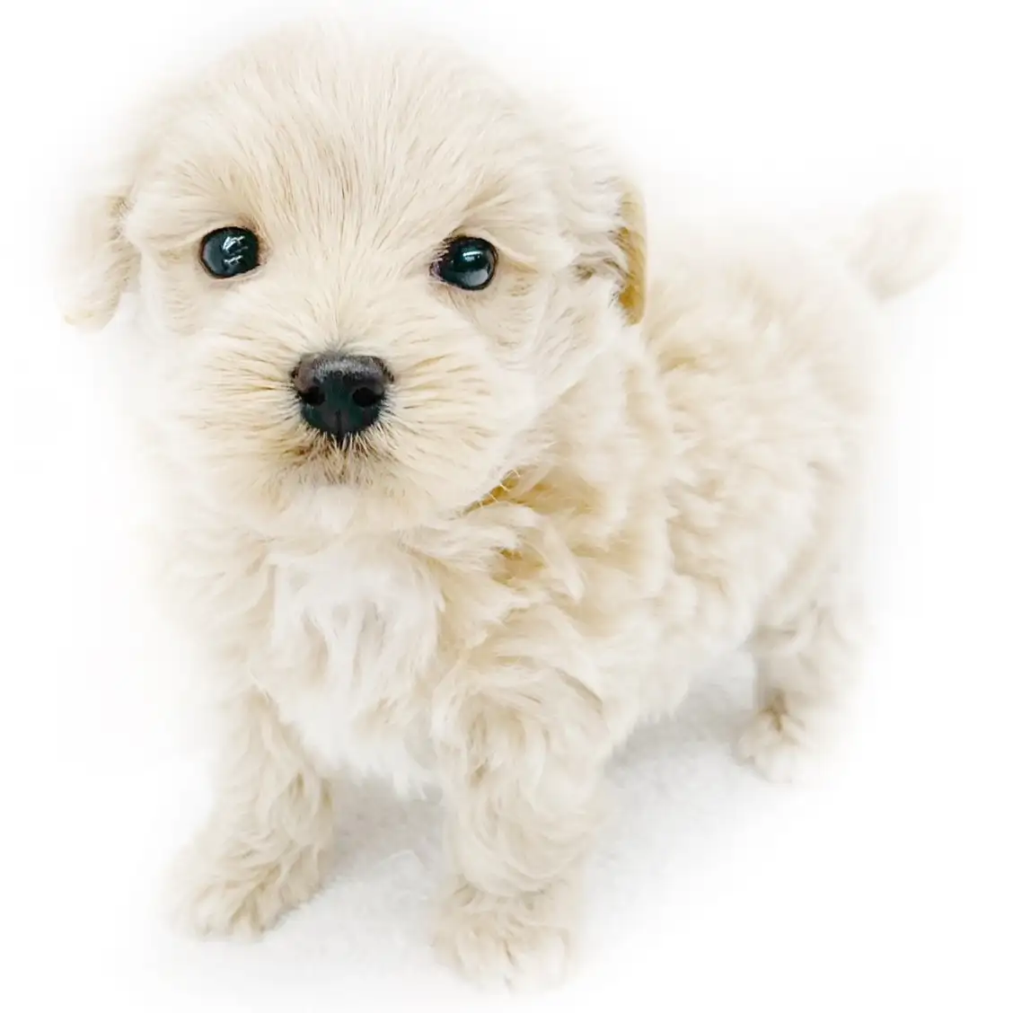 MIX(マルチーズ×トイプードル)