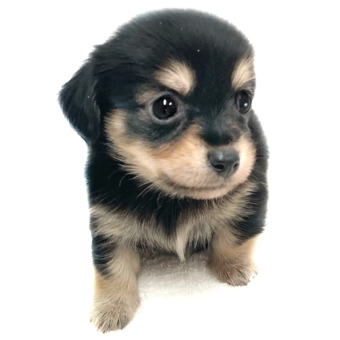 MIX(チワワ×ミニチュアダックスフント)