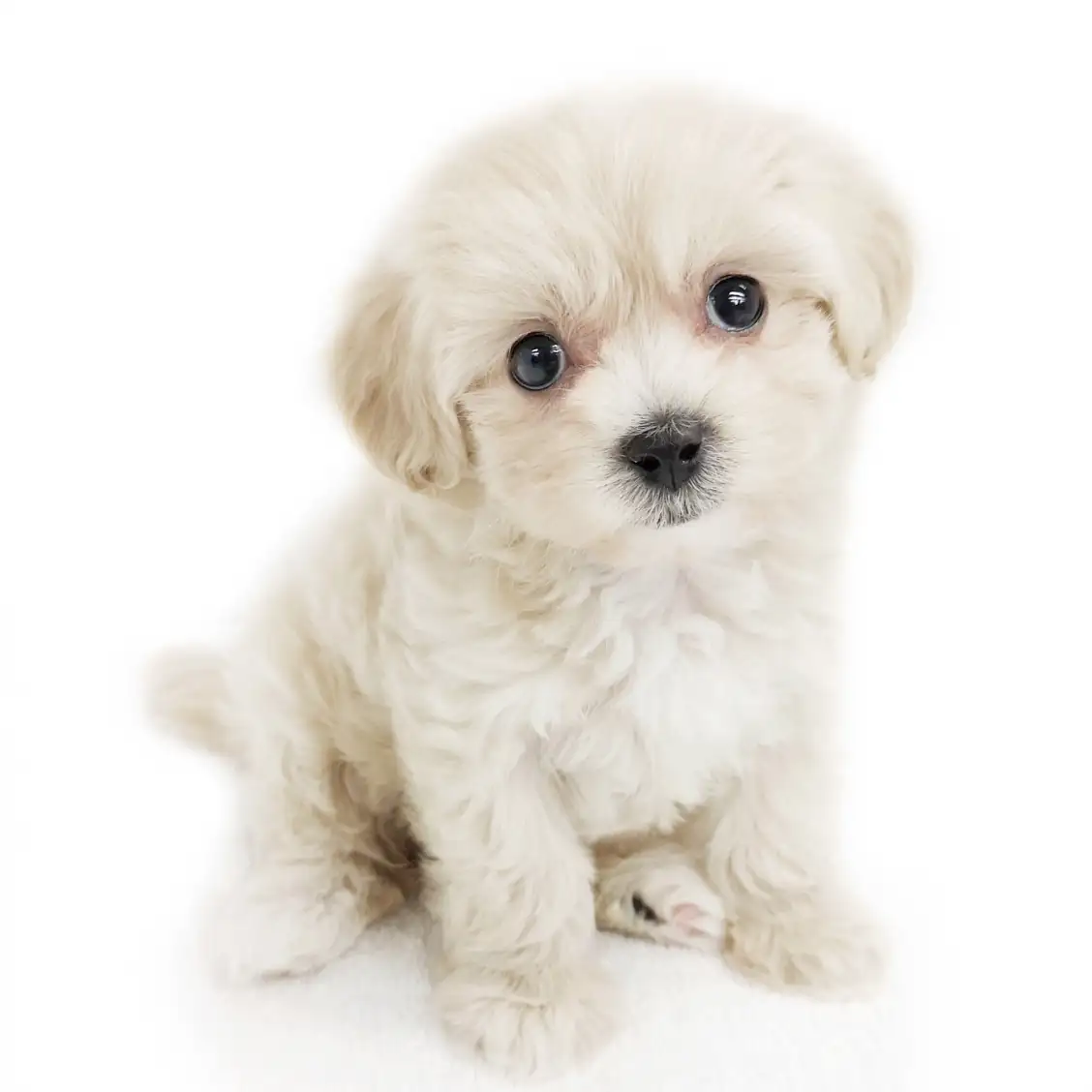 MIX（マルチーズ×トイプードル）