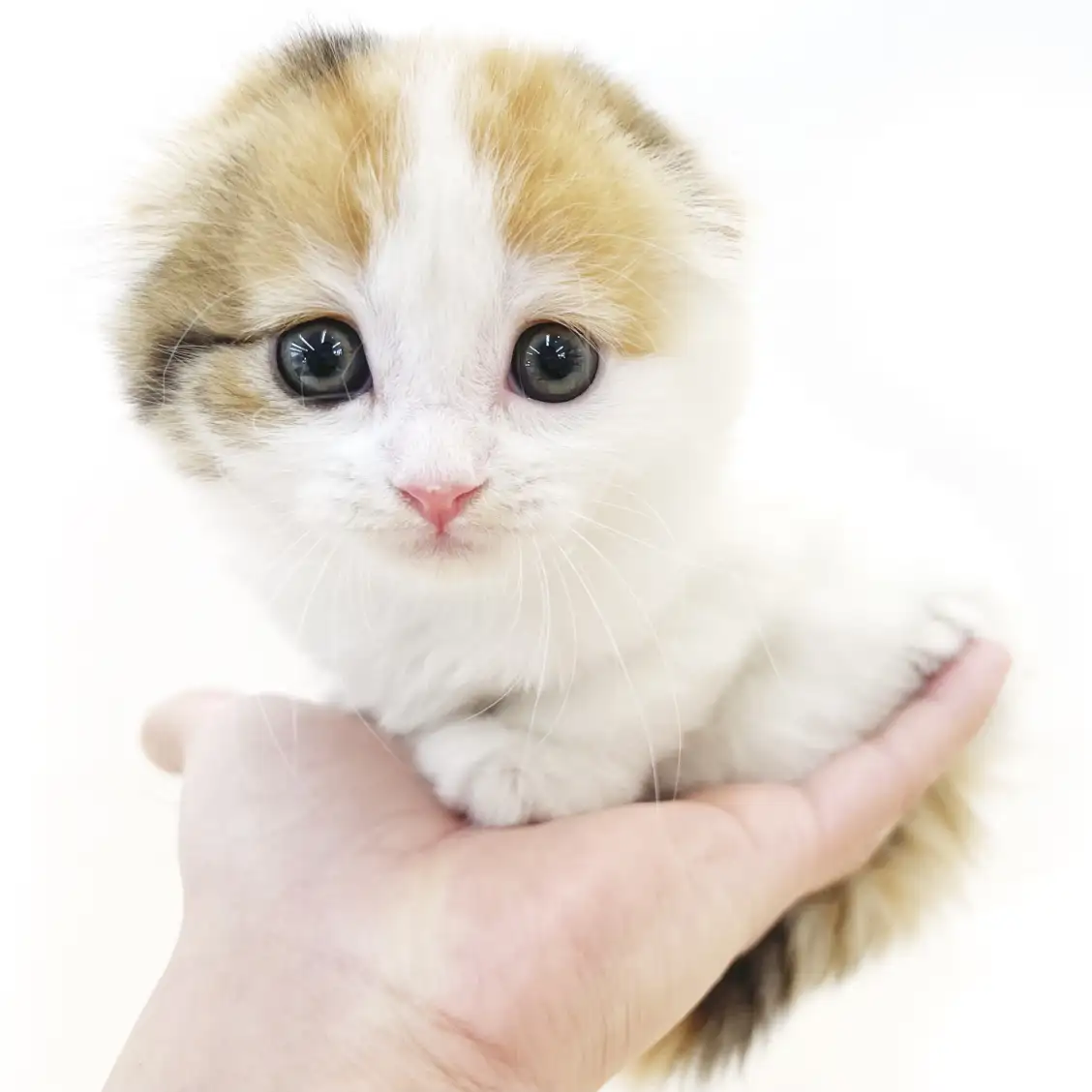 スコティッシュフォールド