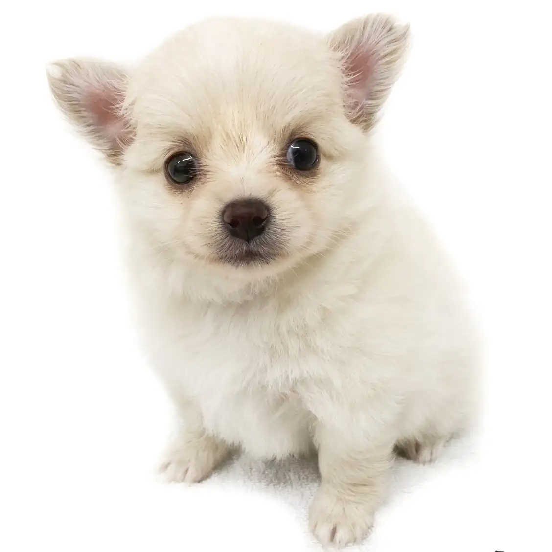 MIX(チワワ×ポメラニアン)