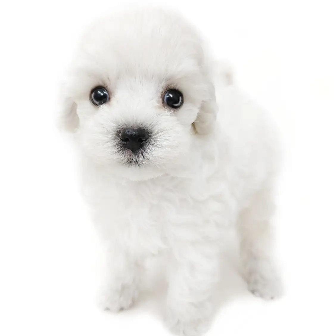 MIX(トイプードル×マルチーズ)