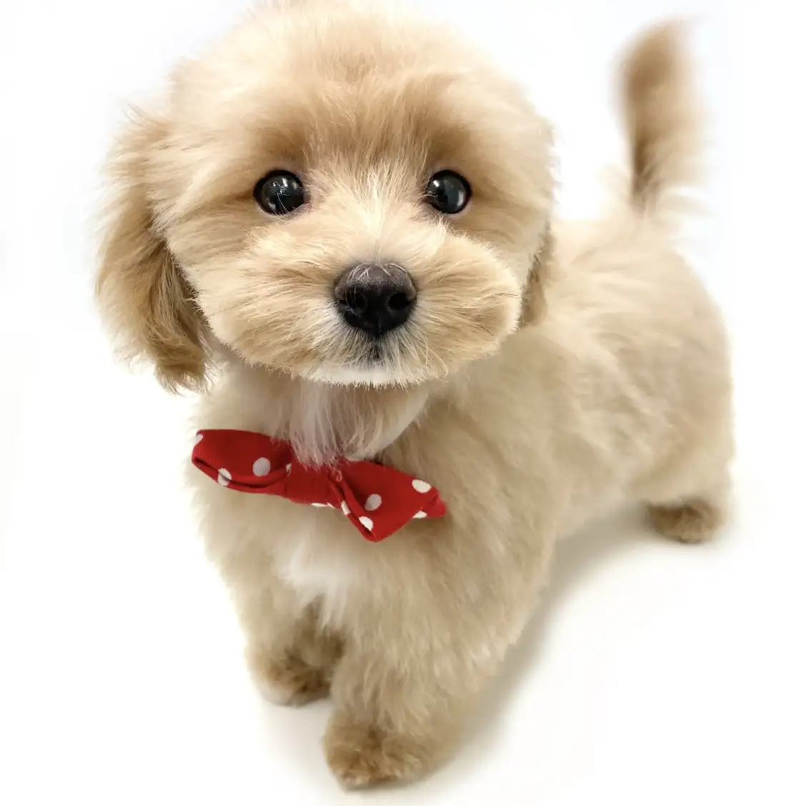 MIX（マルチーズ×トイプードル）