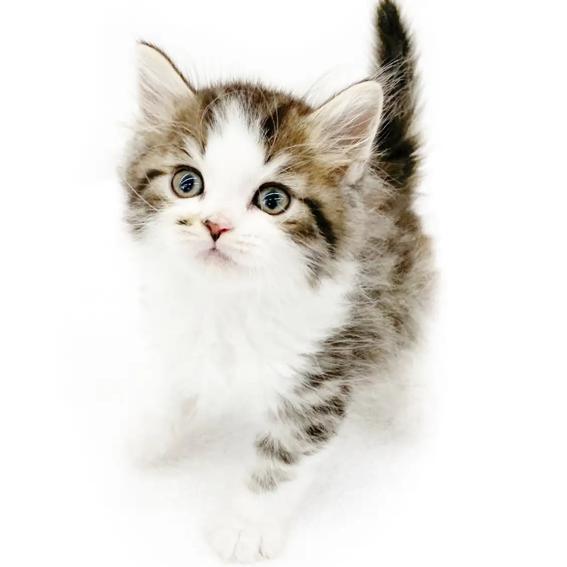 スコティッシュフォールド