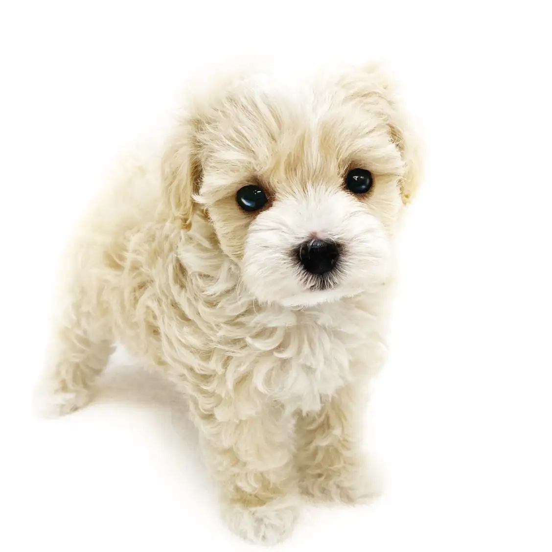 MIX(トイプードル×マルチーズ)