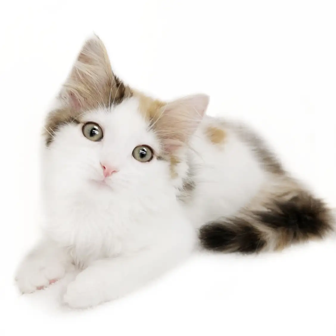 ノルウェージャンフォレストキャット