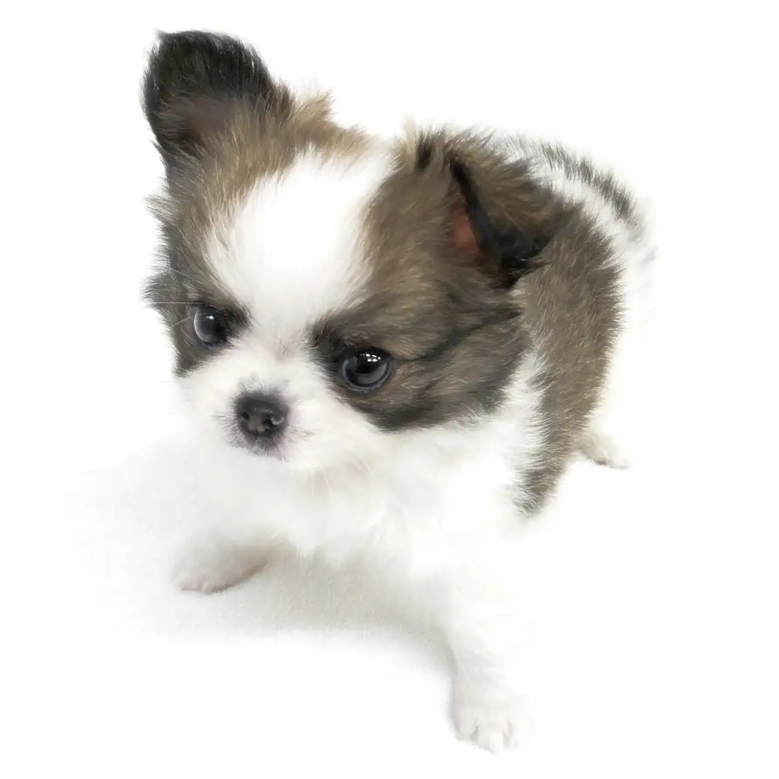 MIX(チワワ×ポメラニアン)