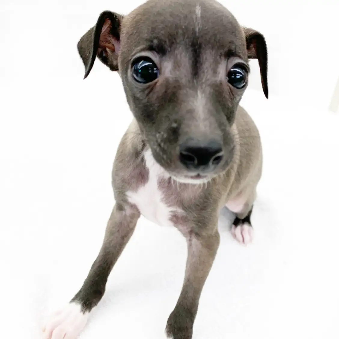 イタリアングレーハウンド