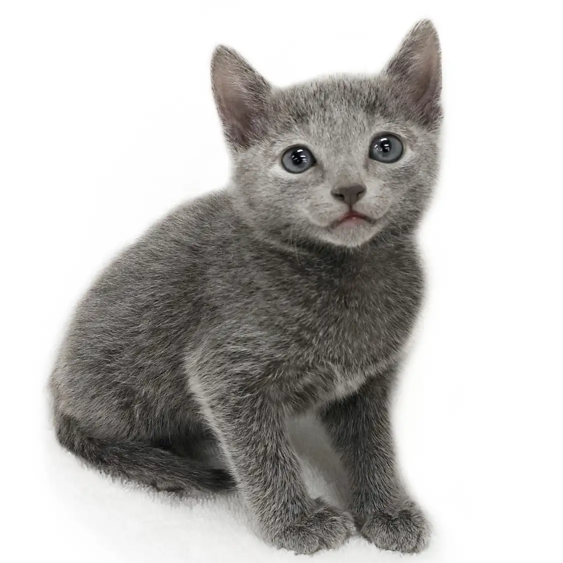 ロシアンブルー