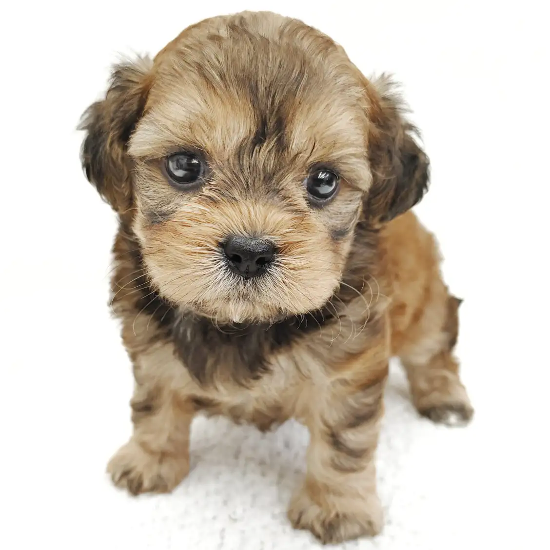 MIX（トイプードル×シーズー）