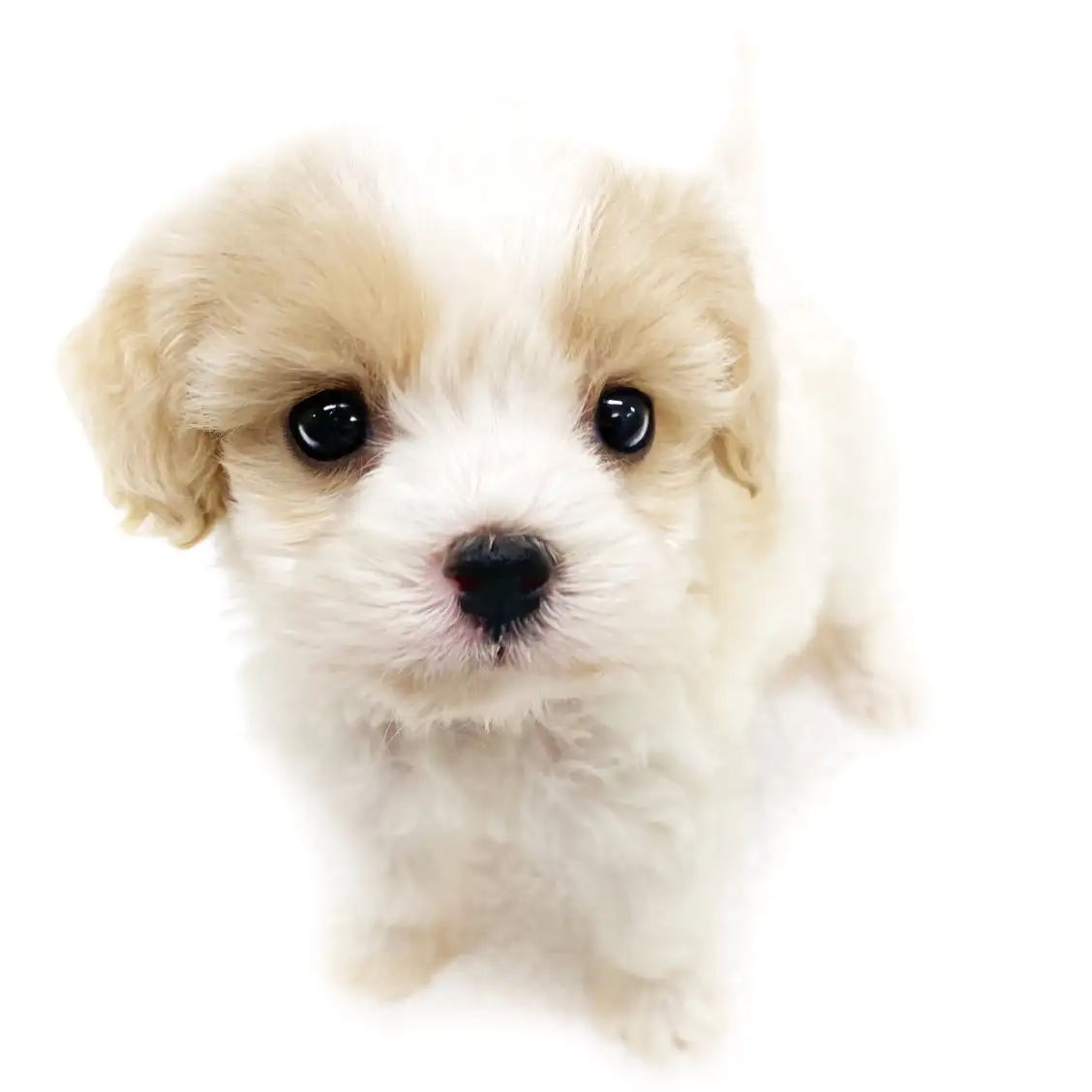 MIX(キャバリアキングチャールズスパニエル×ビションフリーゼ)