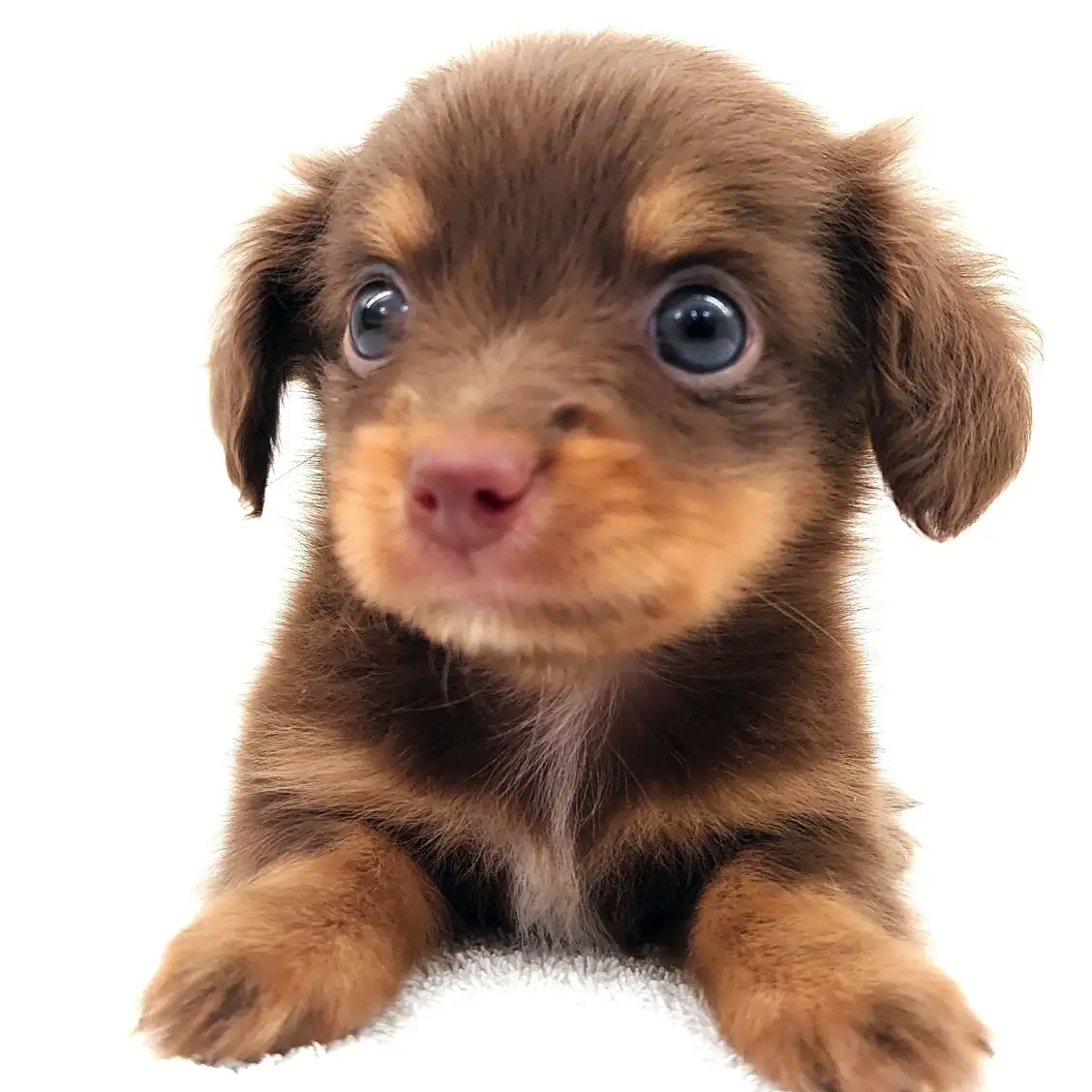 MIX（チワワ×ミニチュアダックスフント）