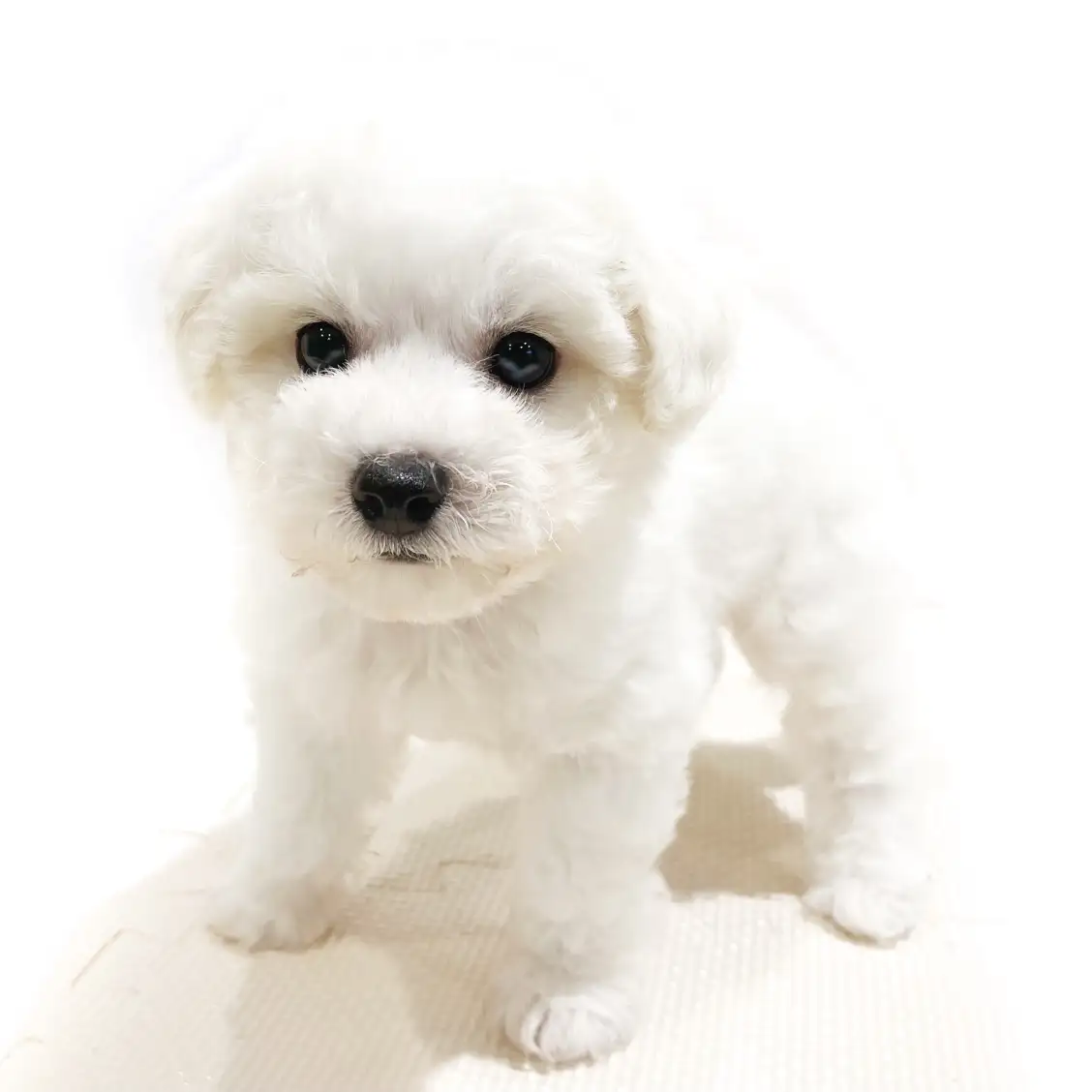 ビションフリーゼ