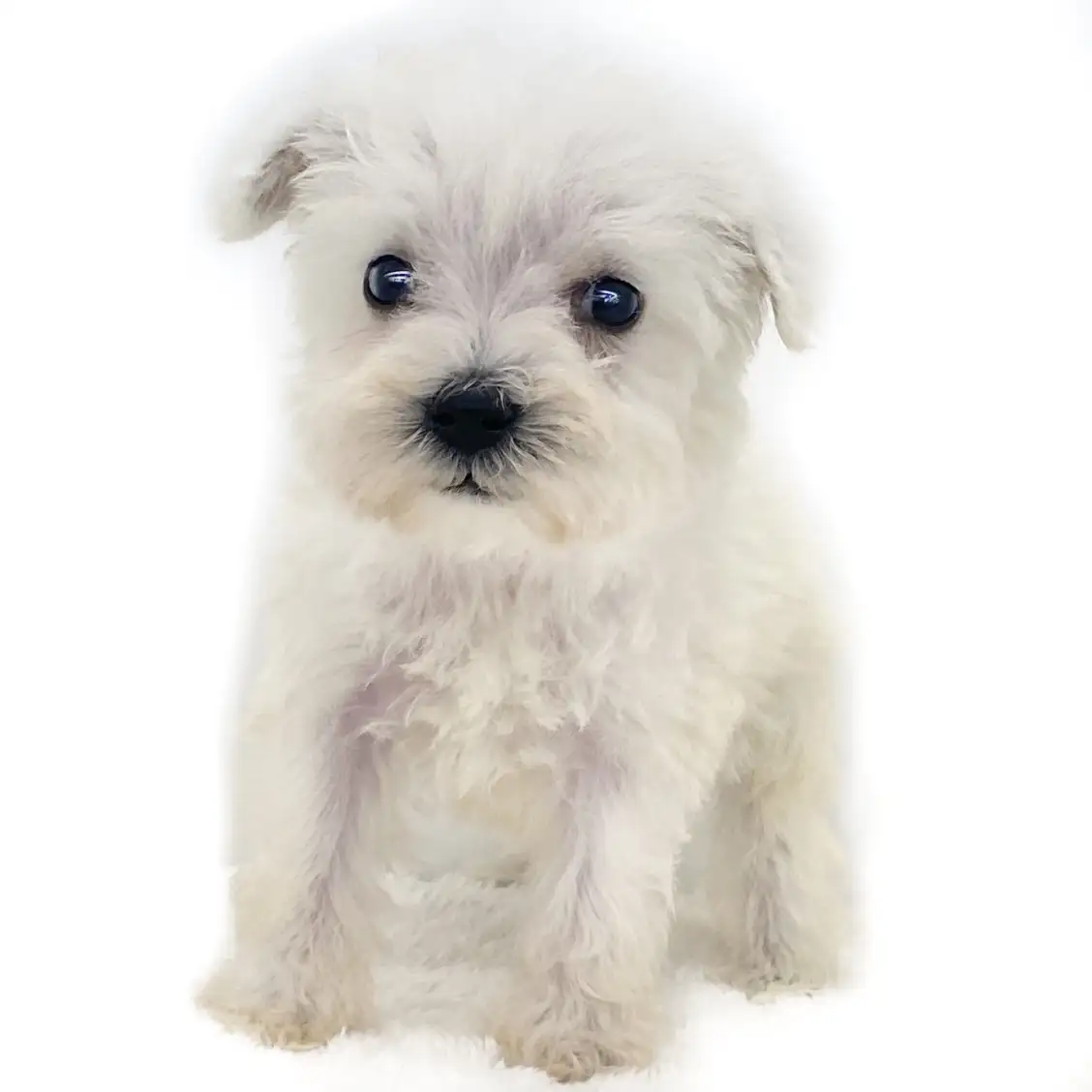 ミニチュア・シュナウザー