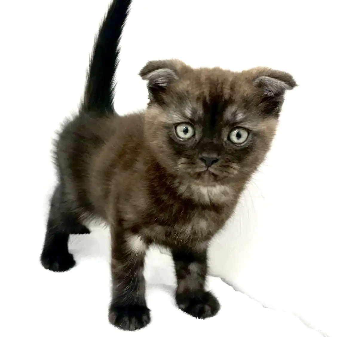 スコティッシュフォールド