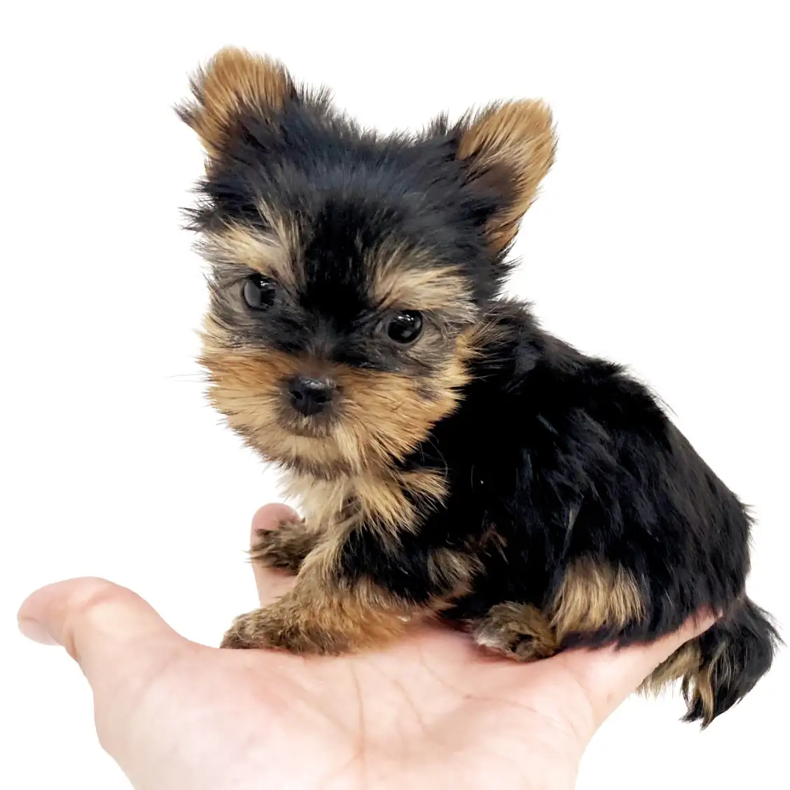 ヨークシャーテリア