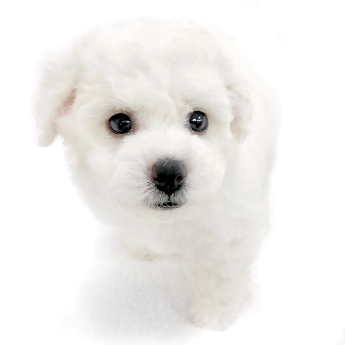 ビションフリーゼ