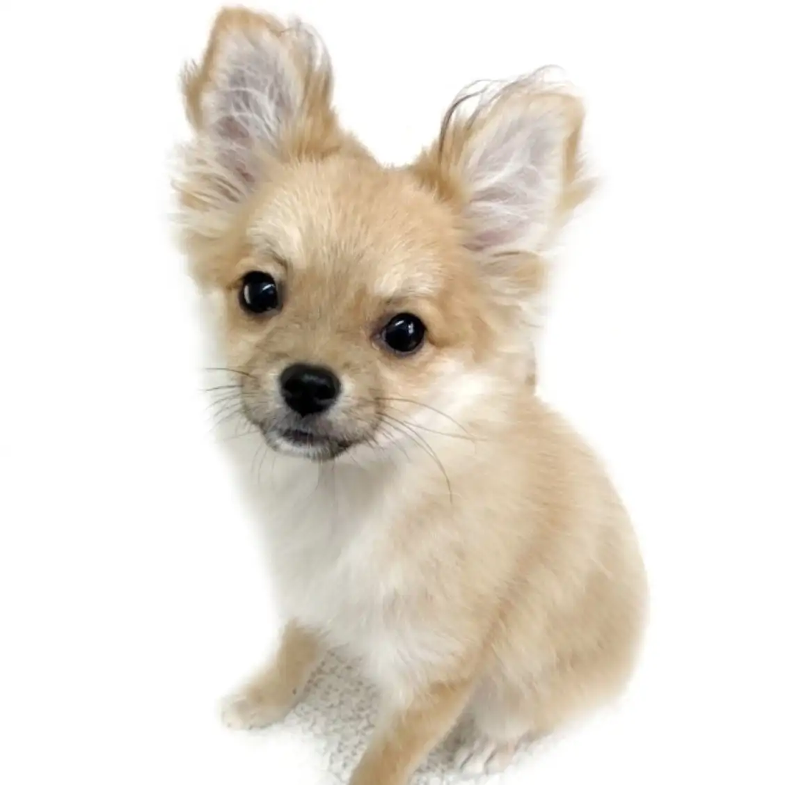 MIX(チワワ×ポメラニアン)